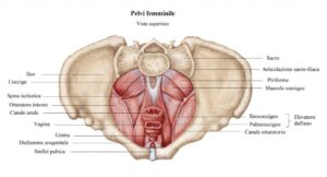 Pavimento pelvico: perché è importante prendersene cura