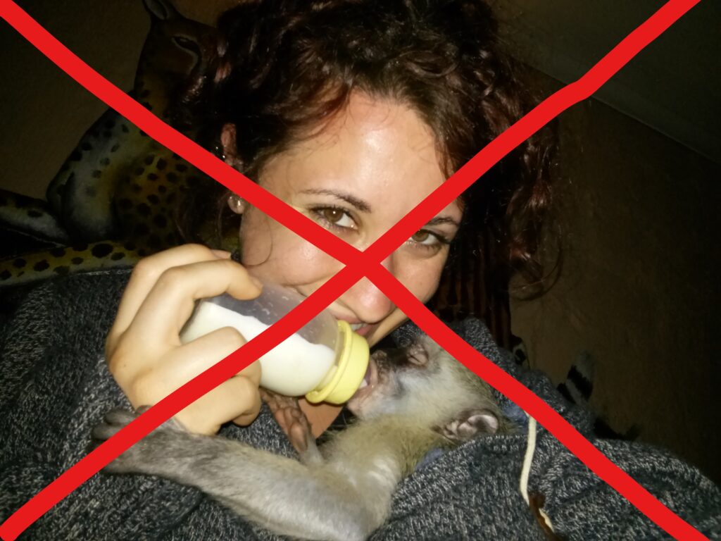 animali selvatici