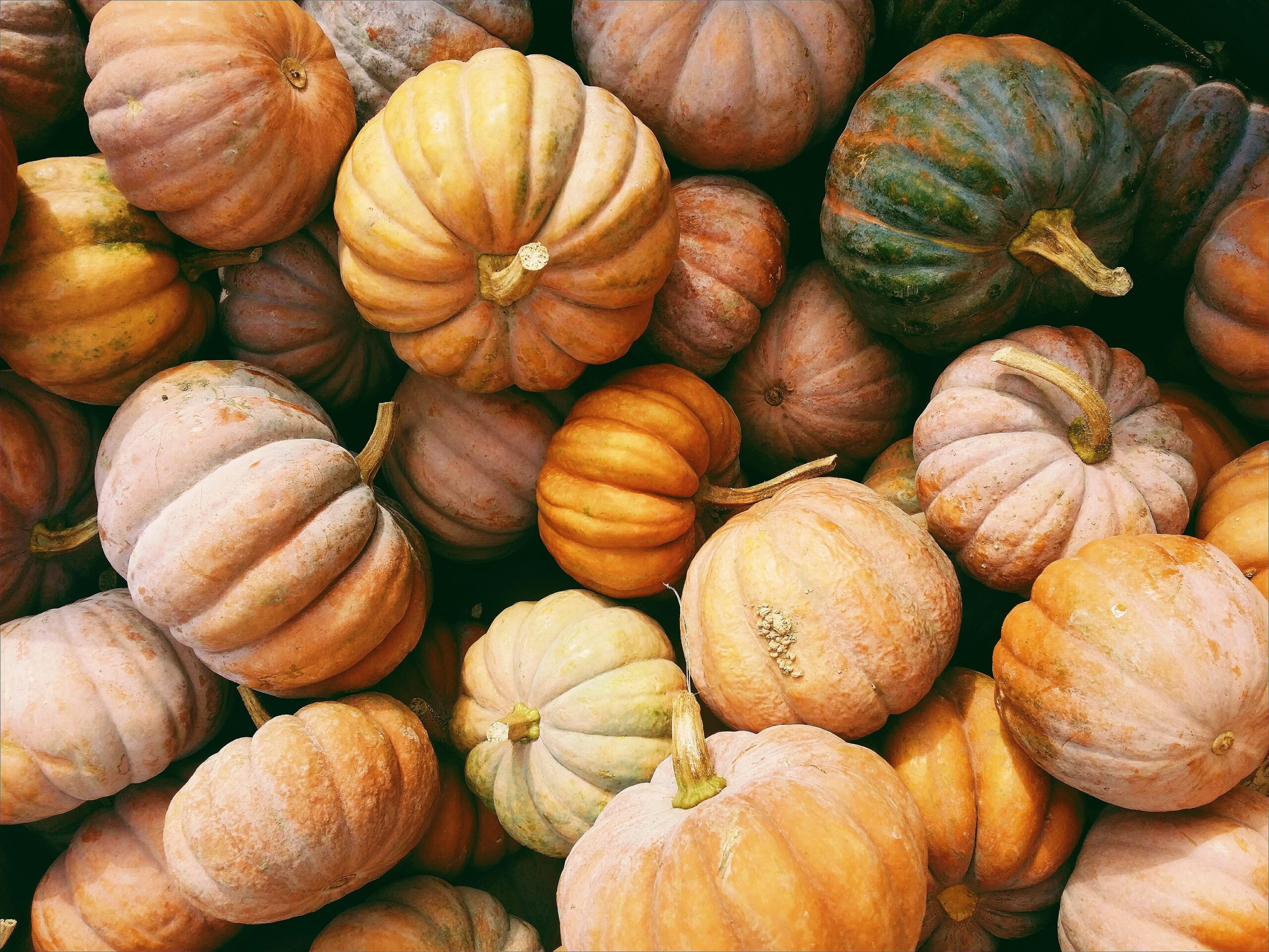 zucca