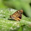 biodiversità
