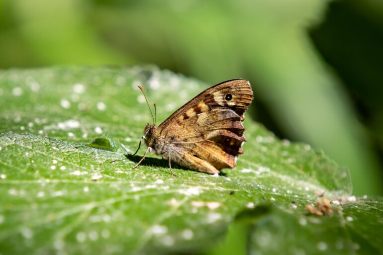 biodiversità